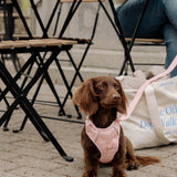 Classic 2.0 Harness Lychee