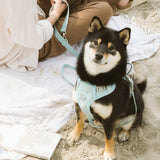 Classic 2.0 Harness Breeze