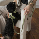 Classic 2.0 Harness Matcha