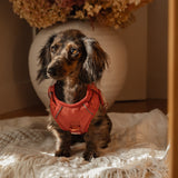 Classic 2.0 Harness Chestnut