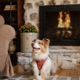 Classic 2.0 Harness Chestnut