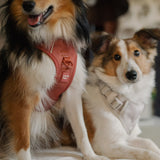 Classic 2.0 Harness Chestnut