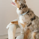 Daily Collar - Cloud