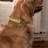 Daily Collar - Matcha