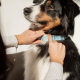 Daily Collar - Cloud