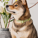 Daily Collar - Matcha