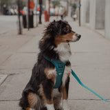 Classic 2.0 Harness Mojito