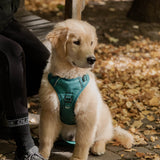 Classic 2.0 Harness Mojito