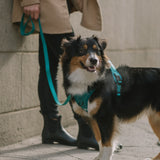 Classic 2.0 Harness Mojito