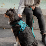 Classic 2.0 Harness Mojito