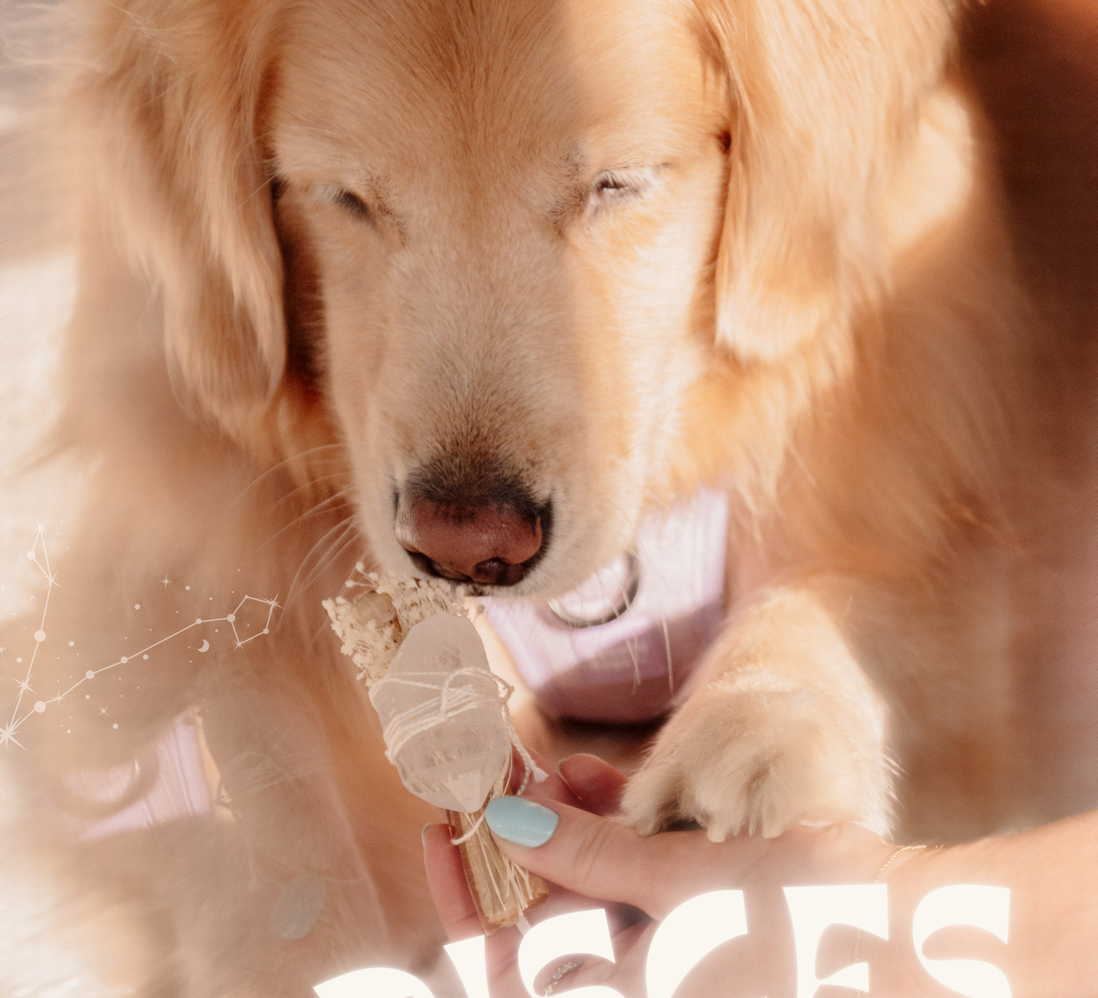Pisces Dog - Everything you need to know about the Pisces Pups
