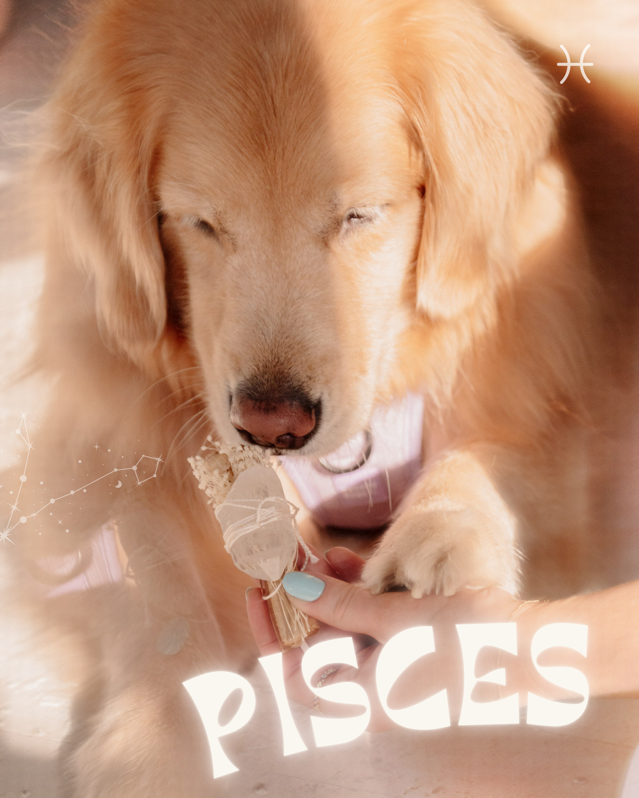 Pisces Dog - Everything you need to know about the Pisces Pups