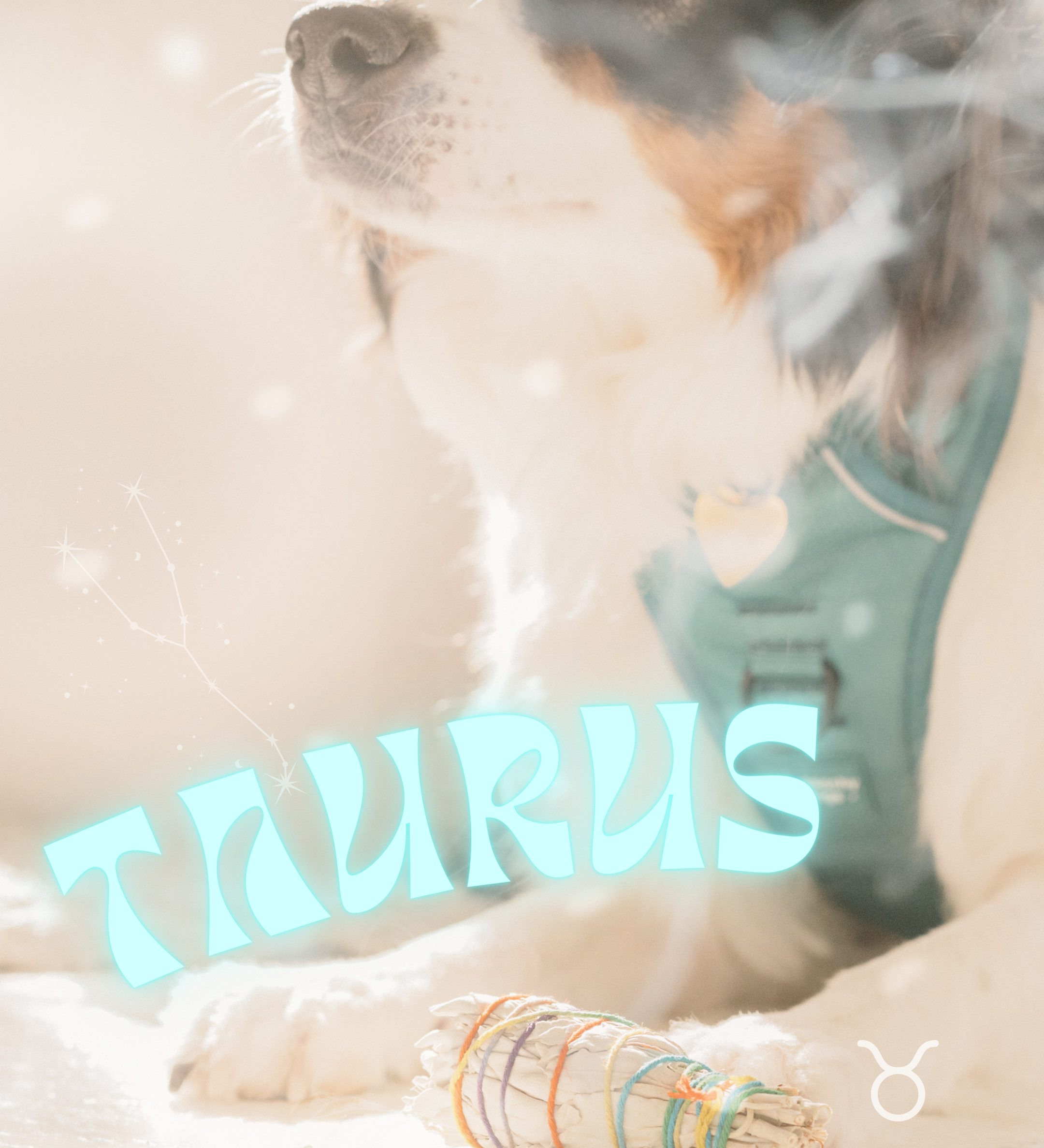 The most loyal dogs - Everything you need to know about Taurus dogs