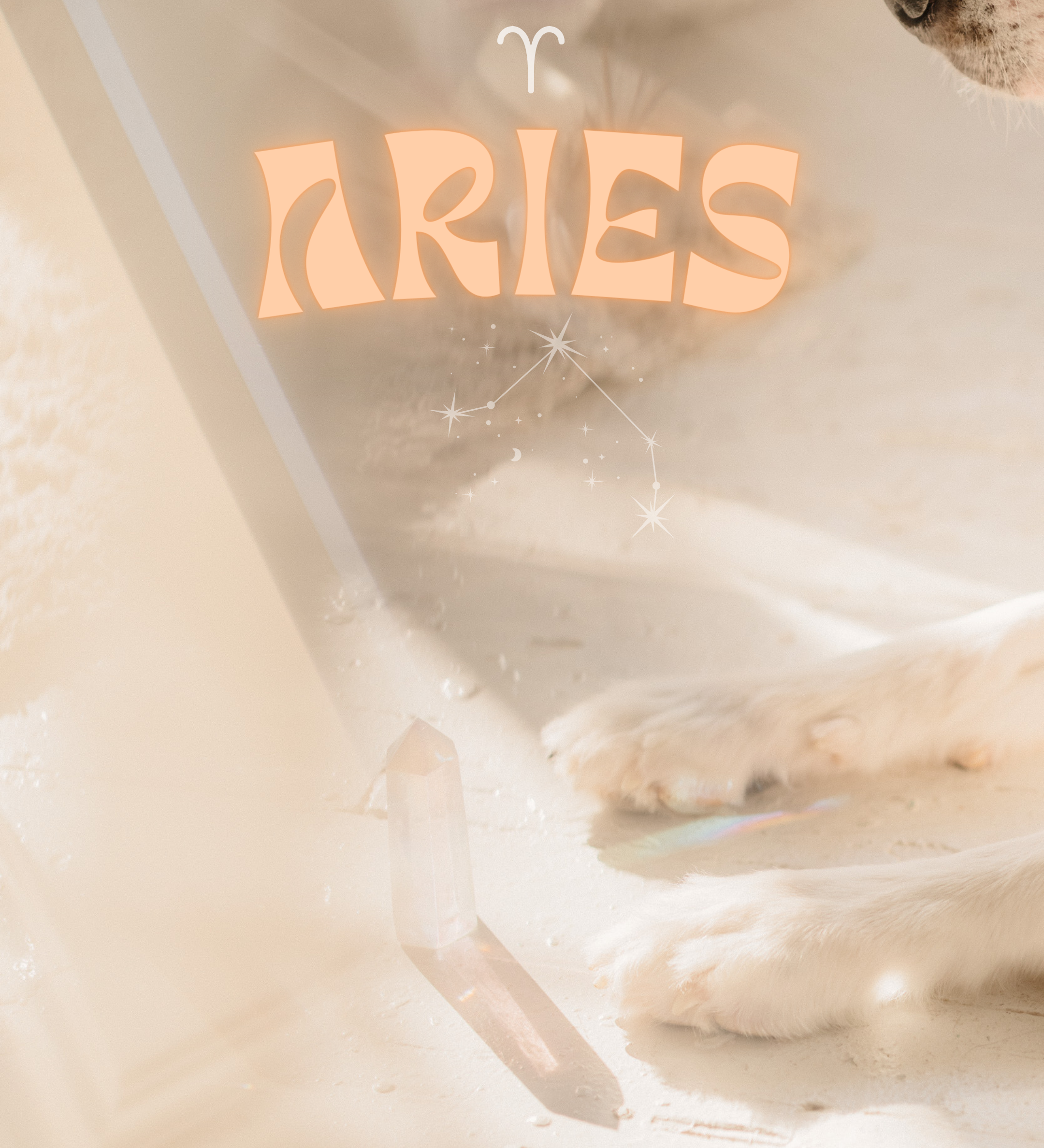 Aries Dogs - All the deets about the Aries personality traits