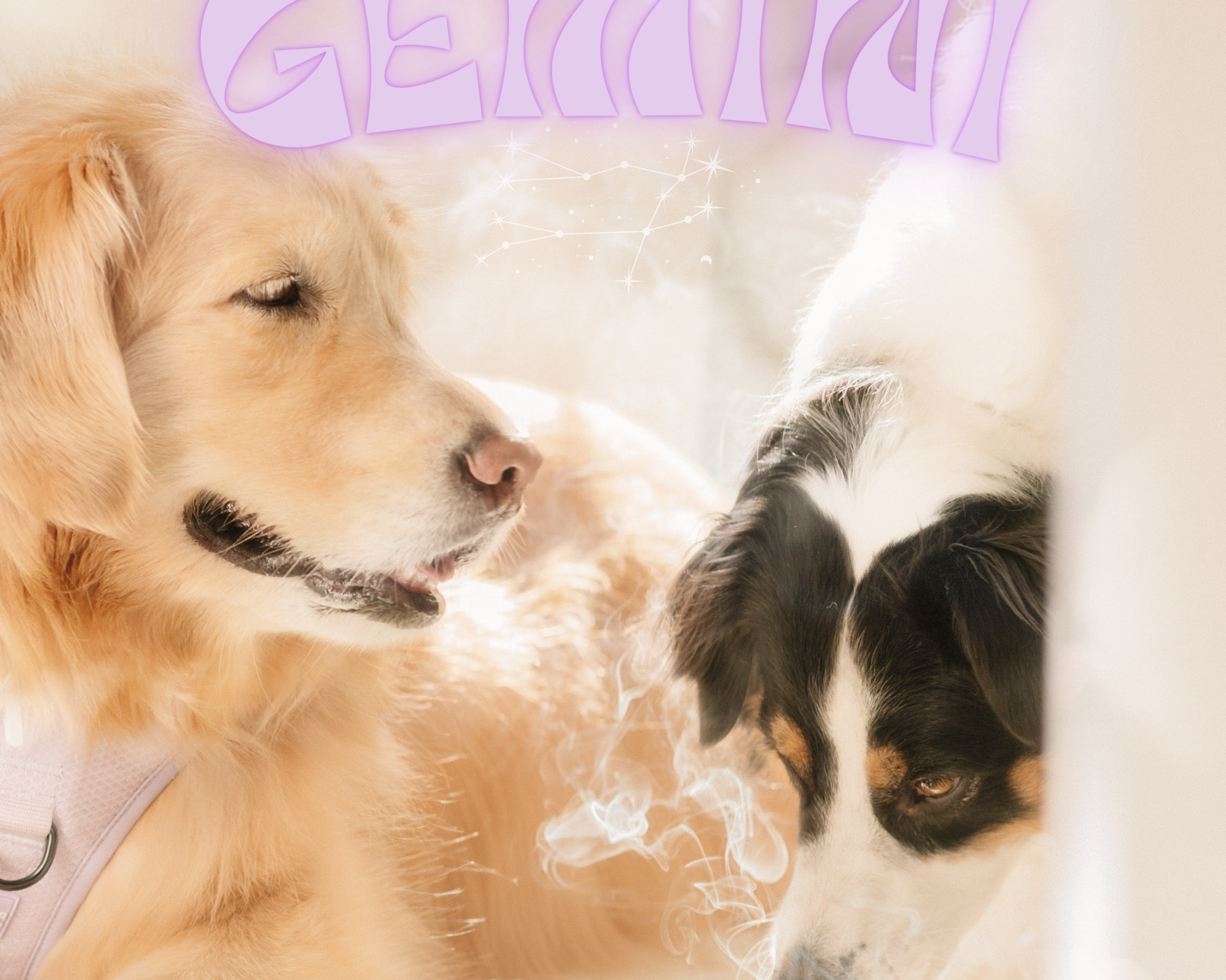 The Gemini Dog: Curiosity Unleashed