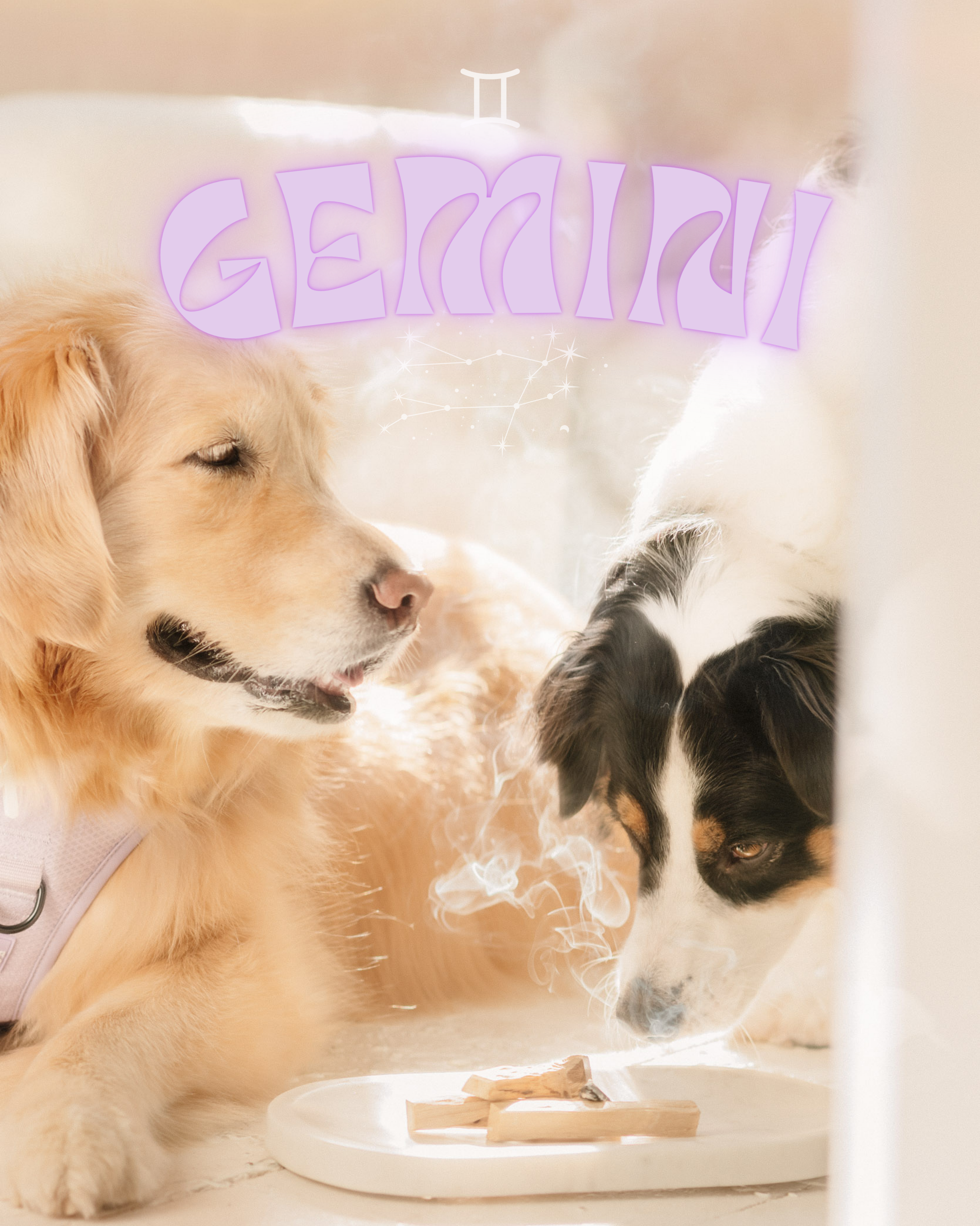 The Gemini Dog: Curiosity Unleashed