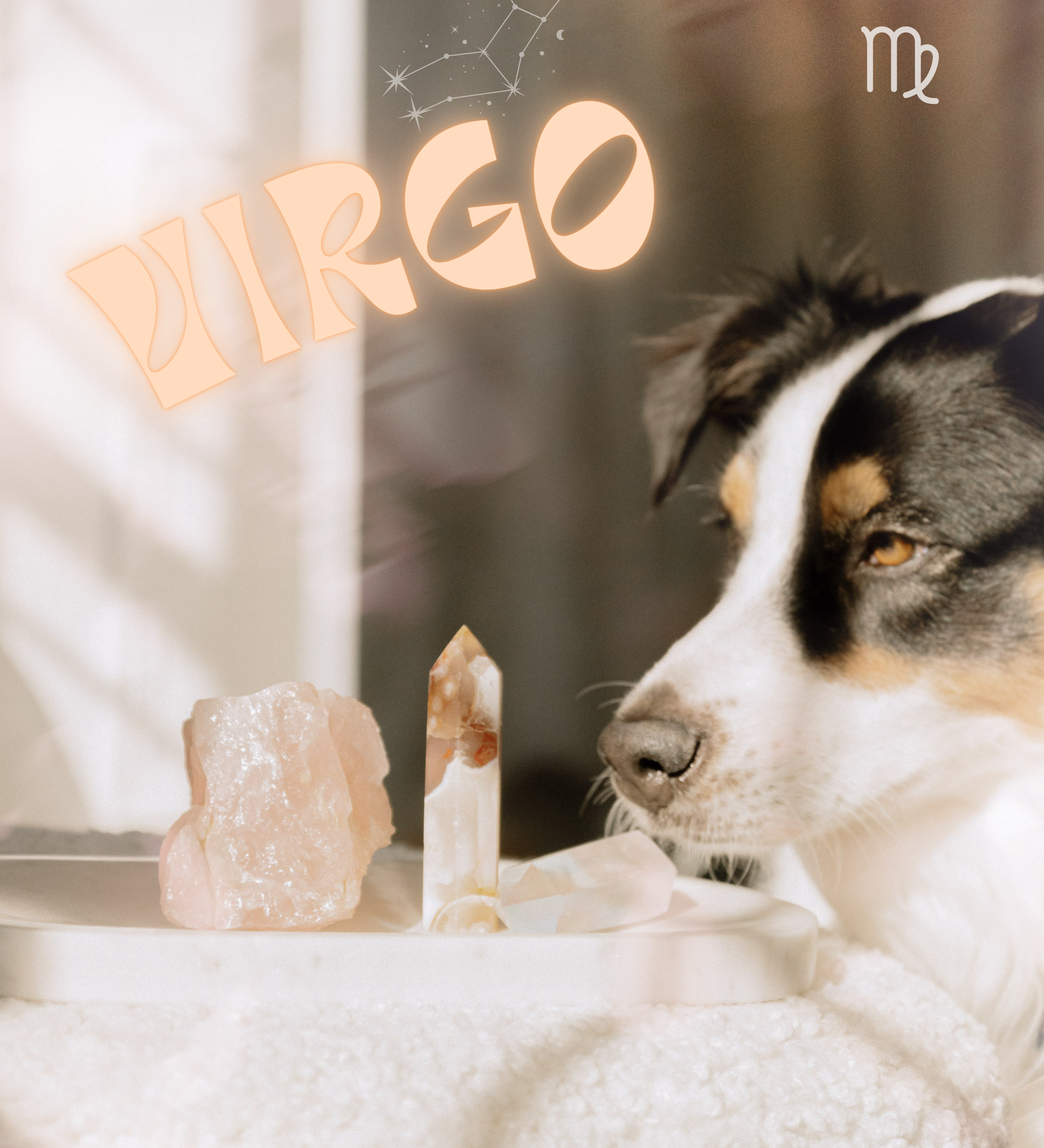Virgo ⋆ a fascinating and enigmatic breed