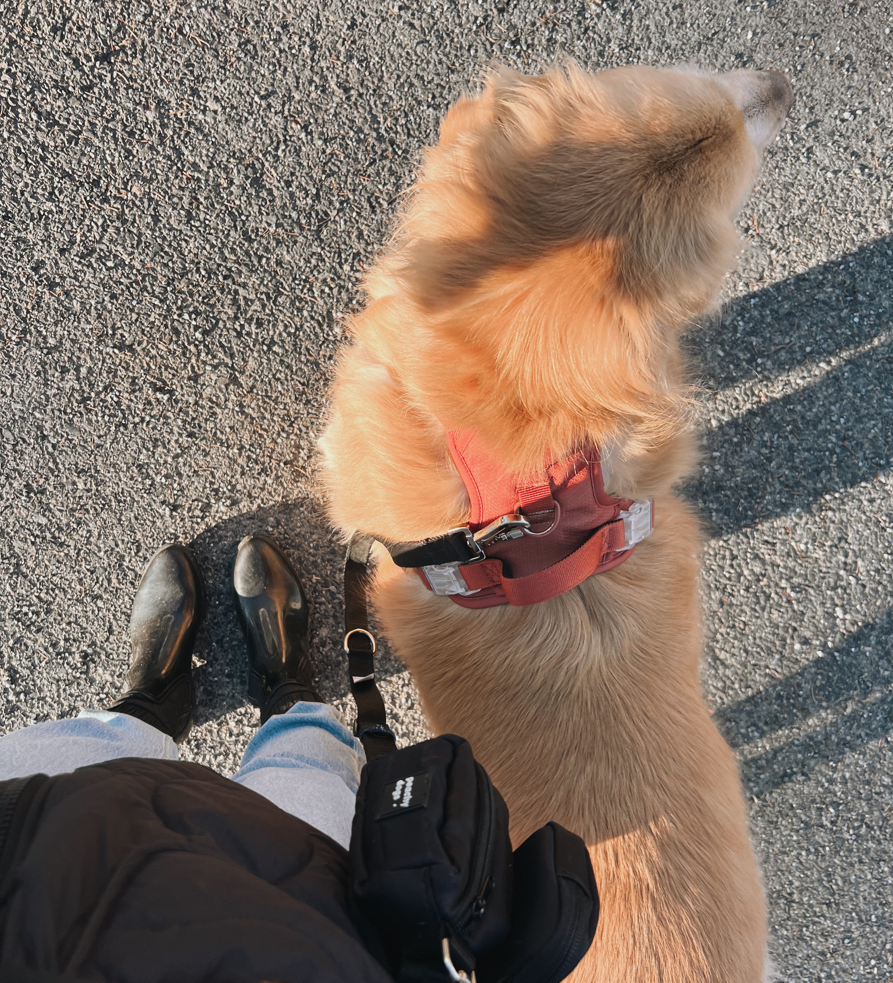 Leash Etiquette 101: A Guide to Dog Walking and Exploring