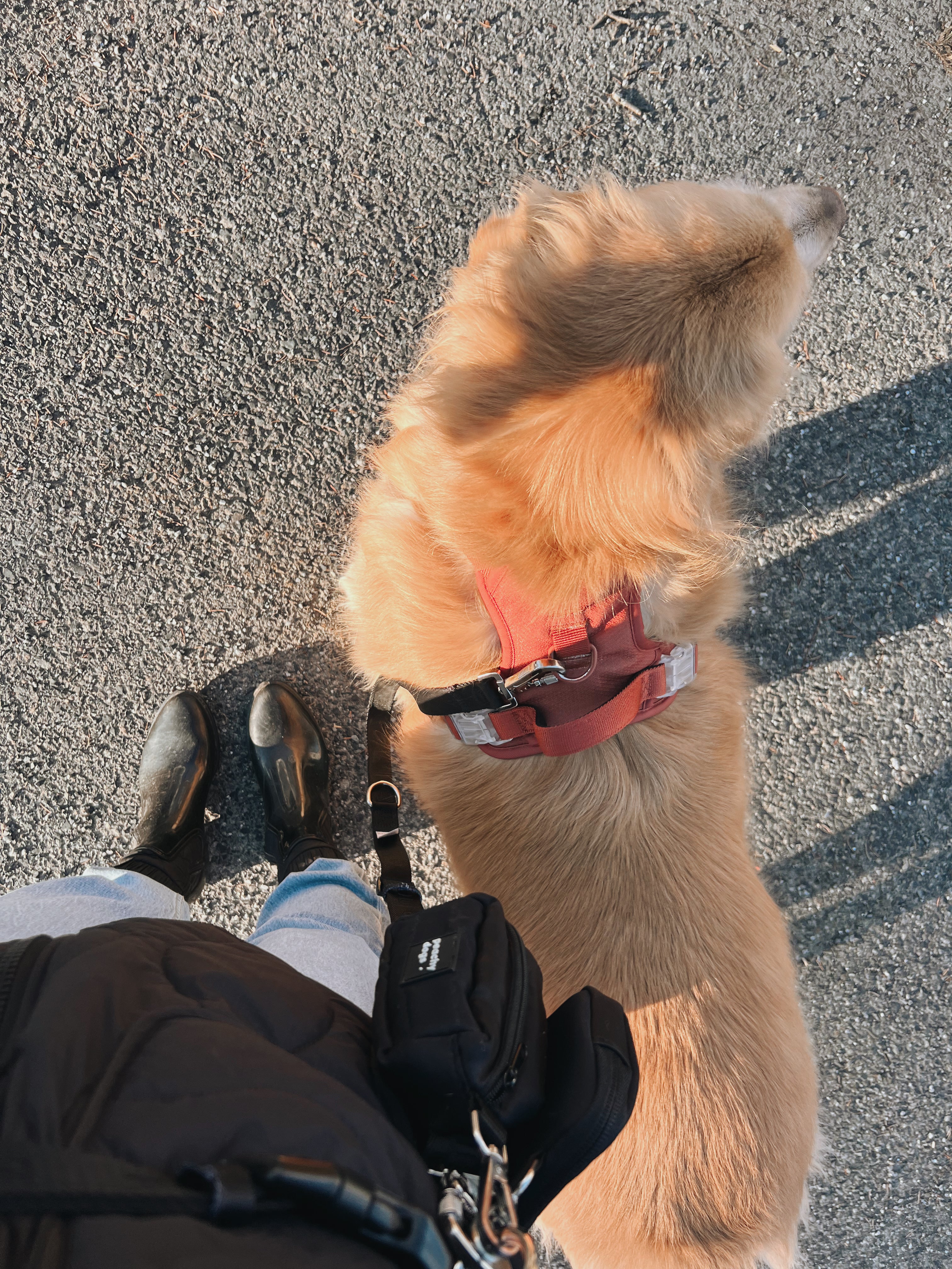 Leash Etiquette 101: A Guide to Dog Walking and Exploring
