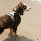 Classic 2.0 Harness Breeze