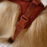 Classic 2.0 Harness Chestnut