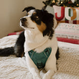 Classic 2.0 Harness Mojito