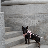 Classic 2.0 Harness Lychee