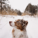 Harnais classique 2.0 - Noir