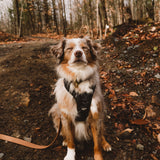 Harnais classique 2.0 - Noir